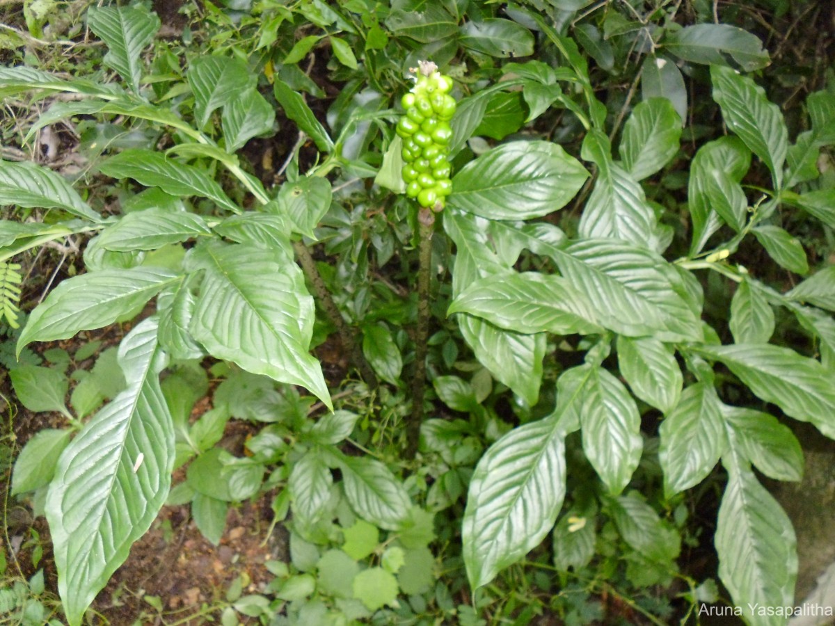 Amorphophallus paeoniifolius (Dennst.) Nicolson